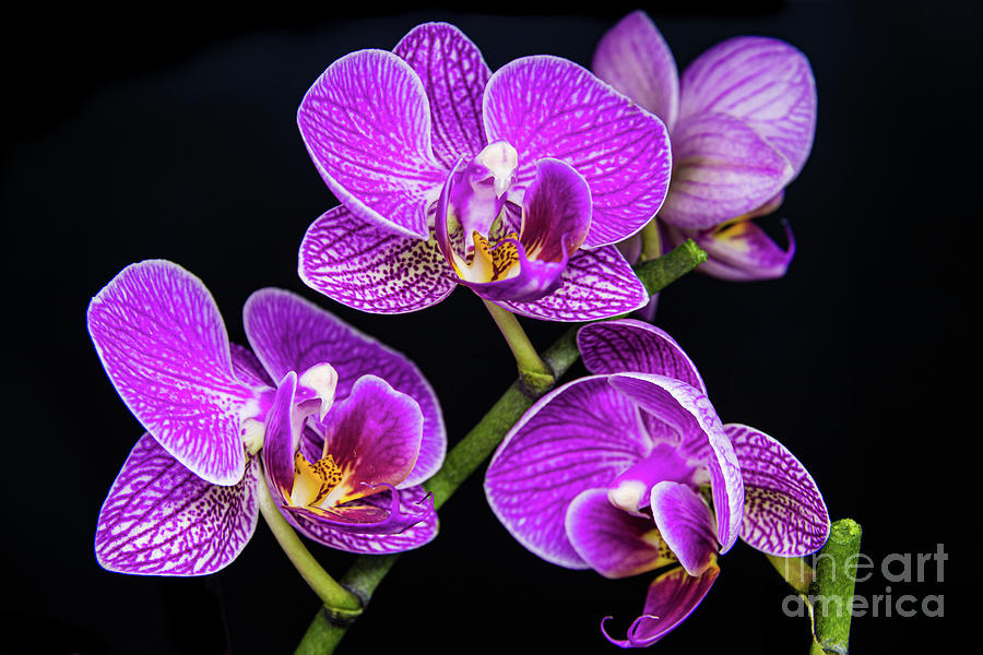 Purple orchid Photograph by Lyl Dil Creations