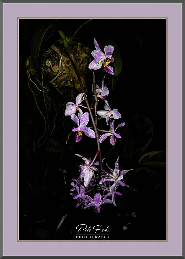Purple Orchid Photograph by Pete Federico