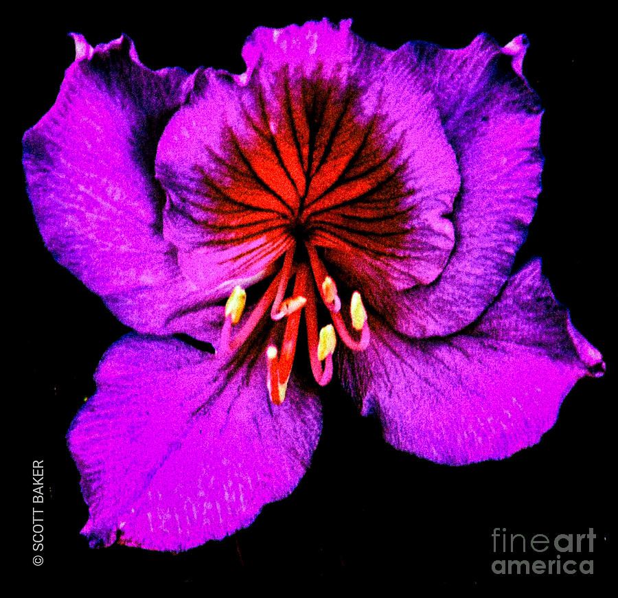 Purple orchid Digital Art by Scott S Baker