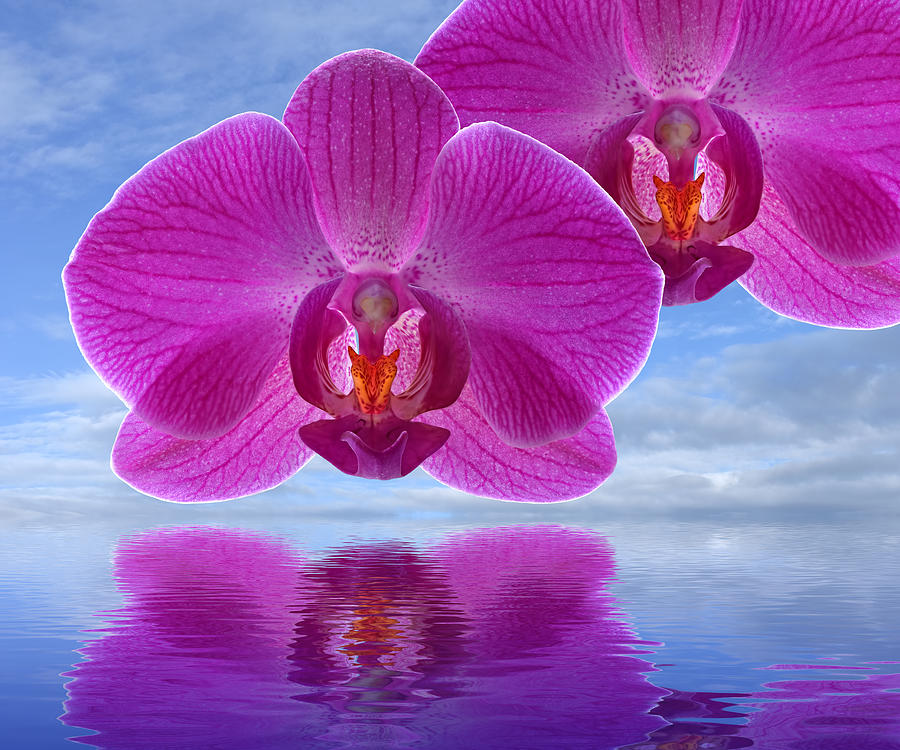 Purple Orchid Spa Photograph by Gill Billington