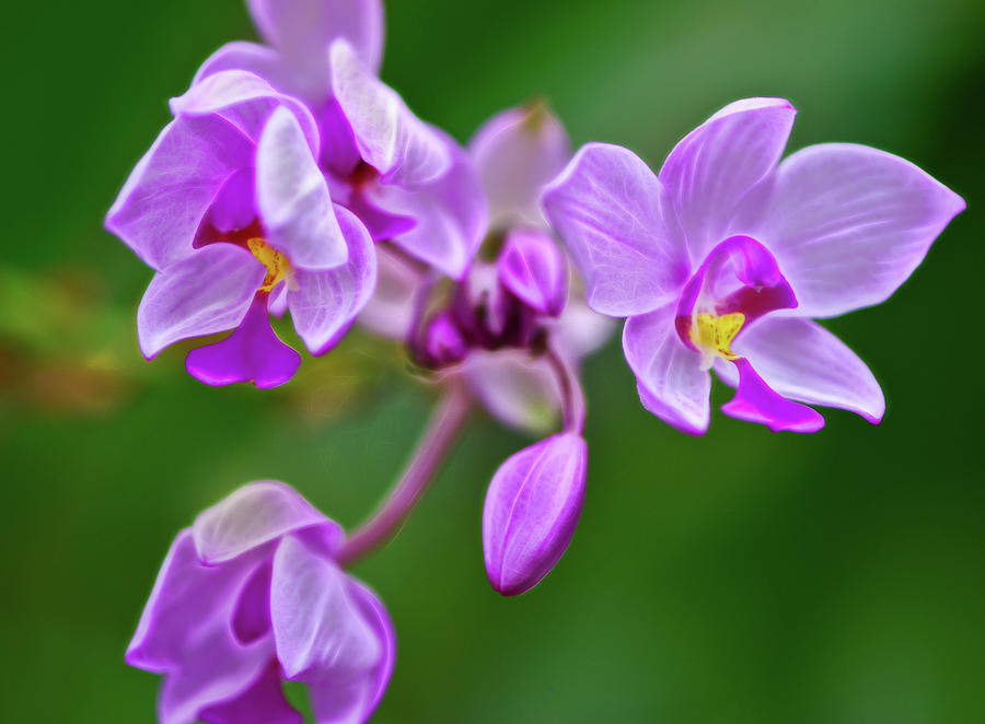 Purple orchids Photograph by Cordia Murphy
