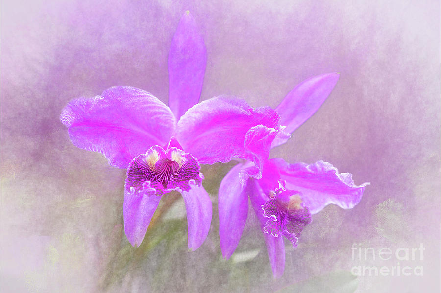 Purple Orchids Mixed Media by Ed Taylor