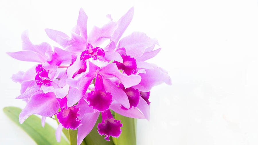 Purple orchids flower on white background and copy space Photograph by AboutnuyLove