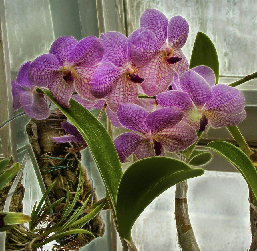Purple orchids in a greenhouse Photograph by Cordia Murphy