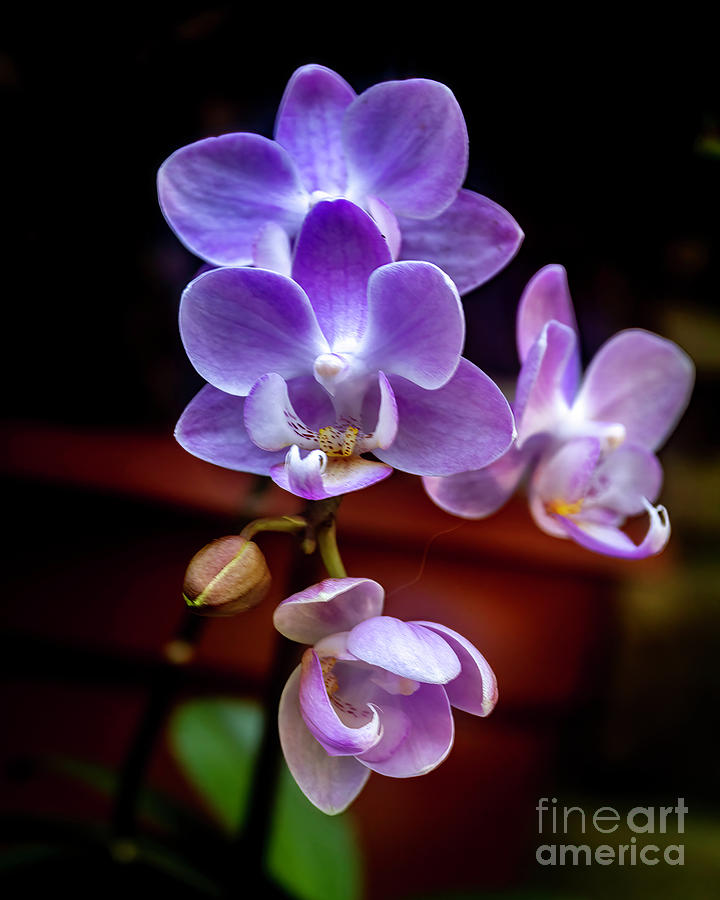 Purple Orchids Photograph by Ken Frischkorn