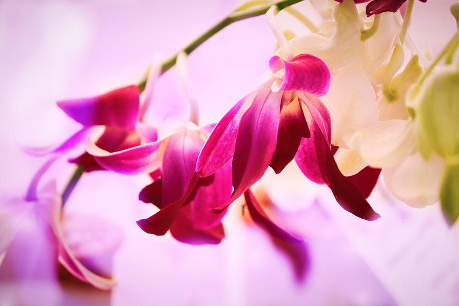 Purple Orchids Photograph