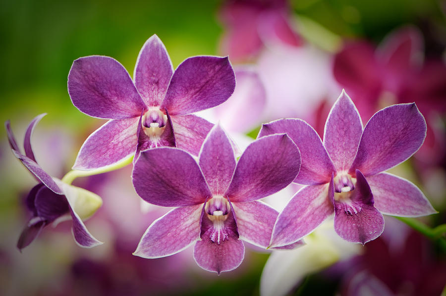 Purple orchids Photograph by OGphoto