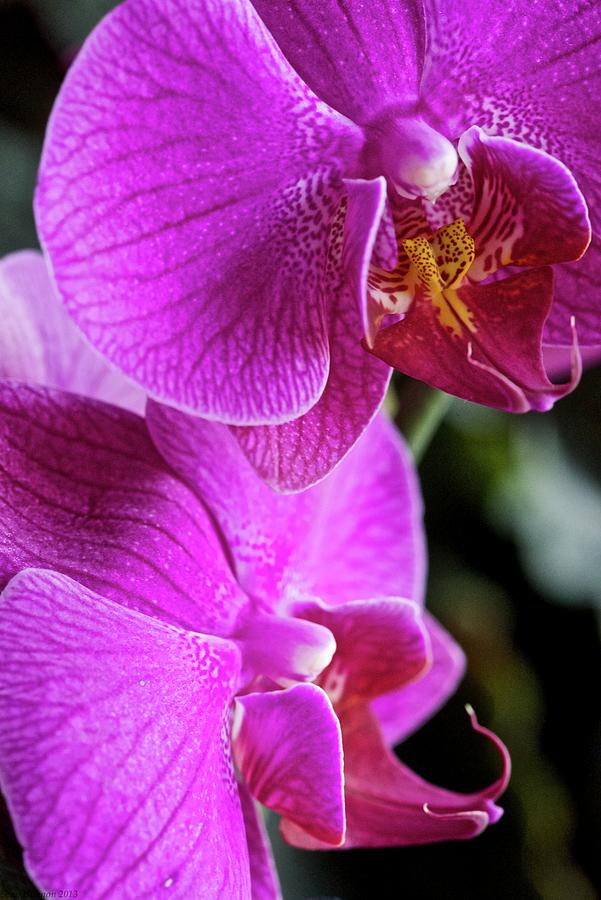 Purple Orchids Photograph by Sean Hannon