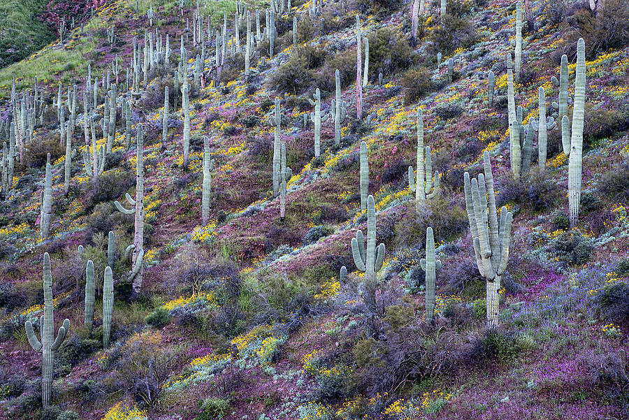 Purple Owls Clover with Saguaro Cactus Hillside Photograph by Dave Dilli
