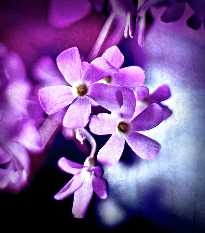 Purple Oxalis Woodsorrel Photograph
