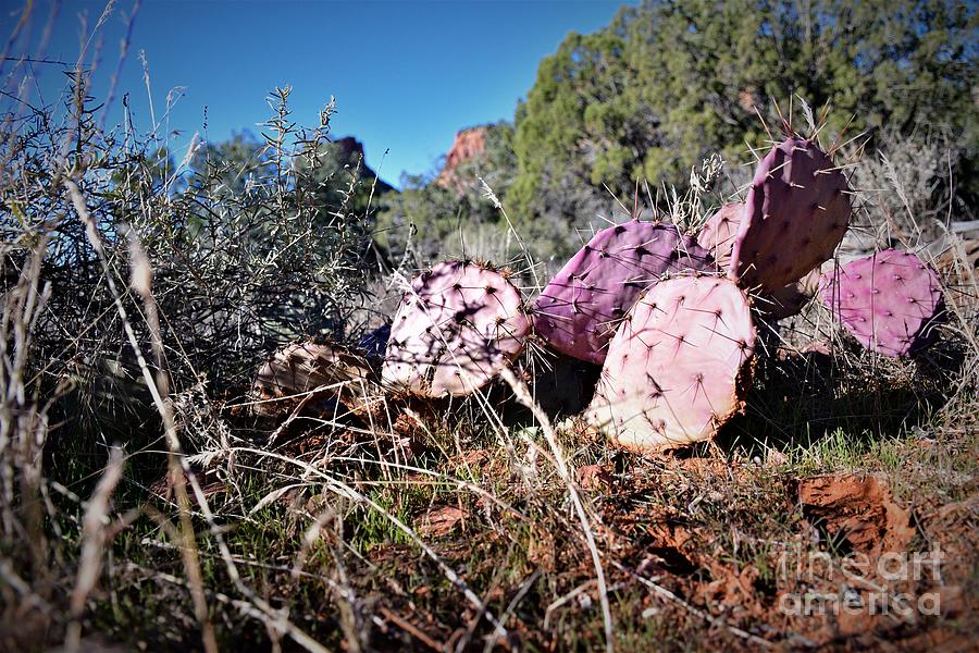 Purple Paddle Cactus, Sedona Photograph by Leslie M Browning