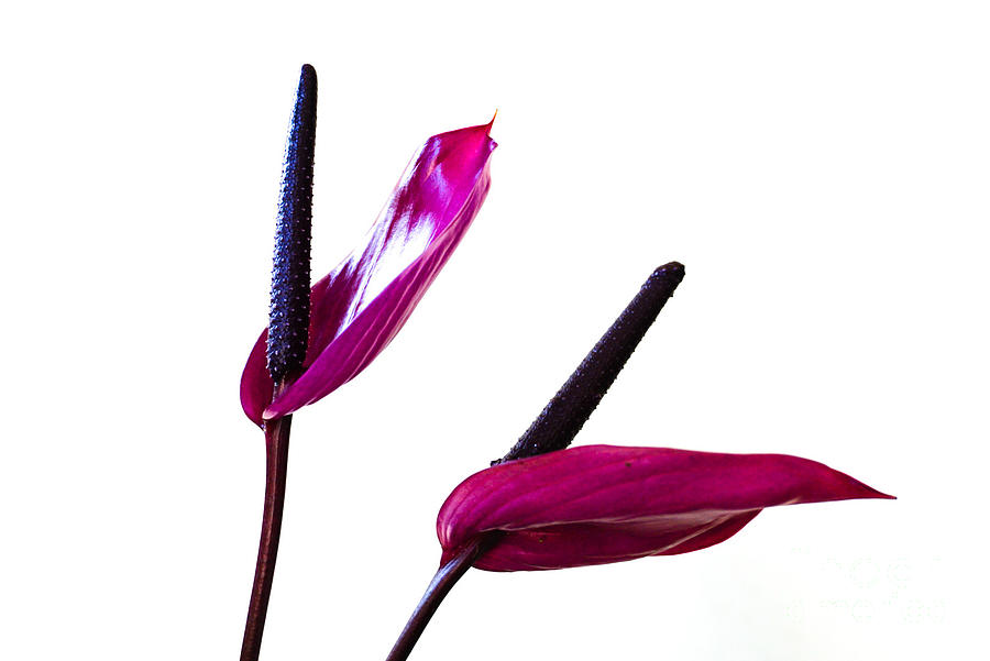 Purple anthurium on white  Photograph by Natalia Wallwork