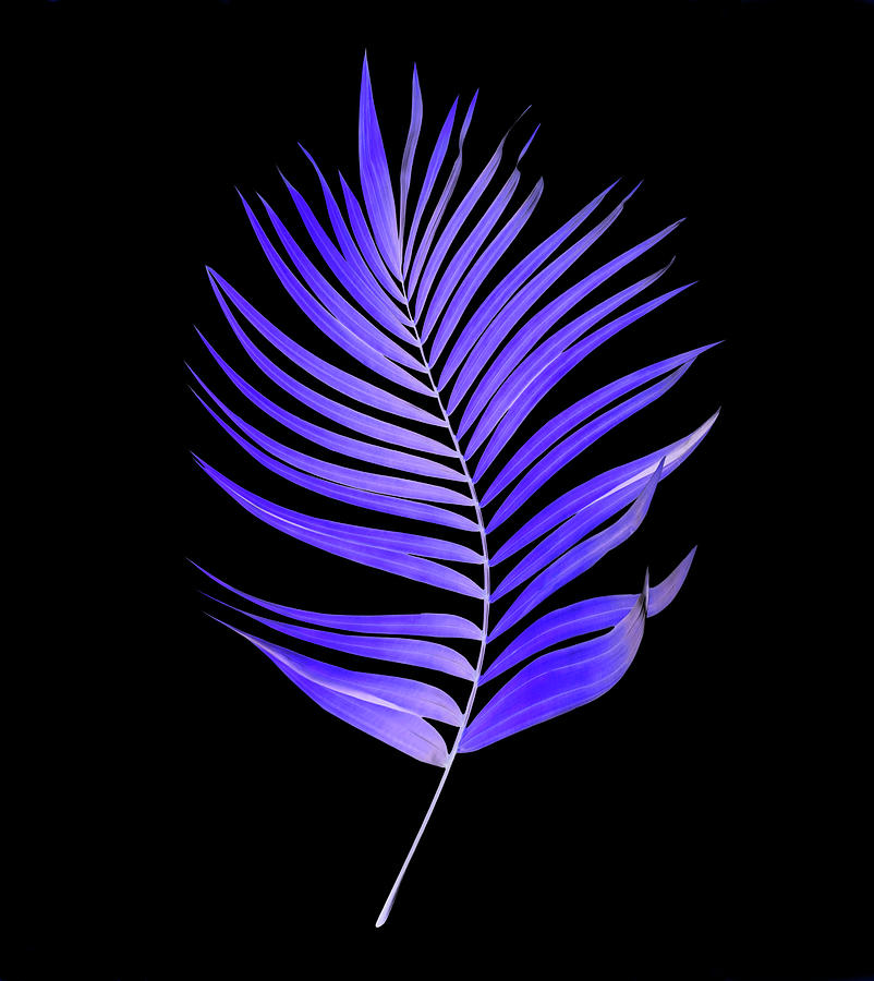 Purple Palm Leaf Design 159 Photograph by Lucie Dumas