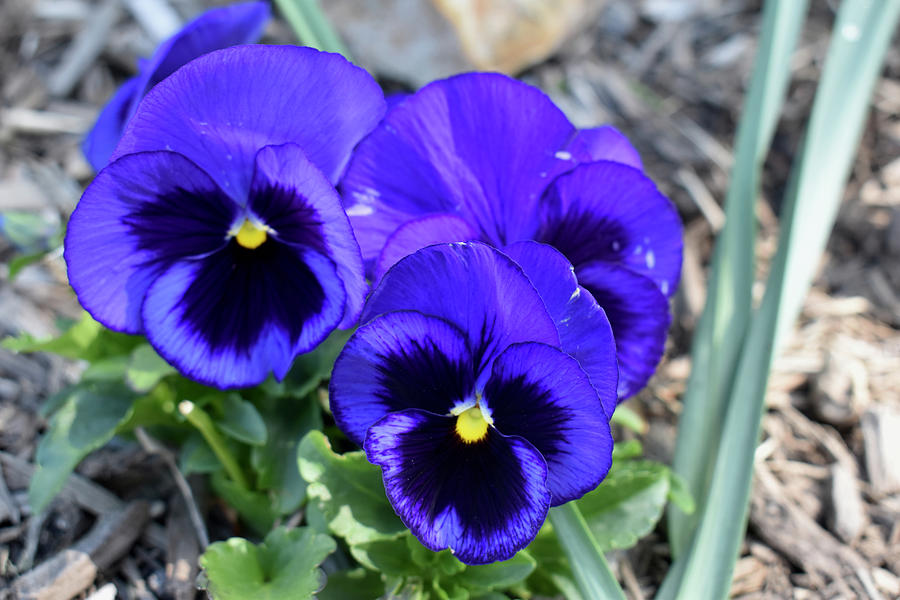 Purple Pansies Photograph by Amber Harris - Fine Art America