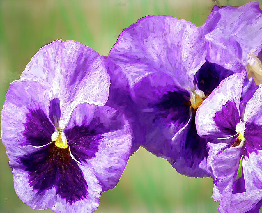 Purple Pansies ap Photograph by Dan Carmichael