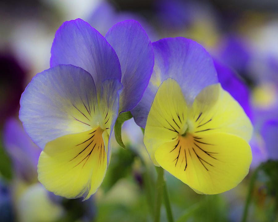 Purple Pansies Photograph by Debbie Gracy - Fine Art America