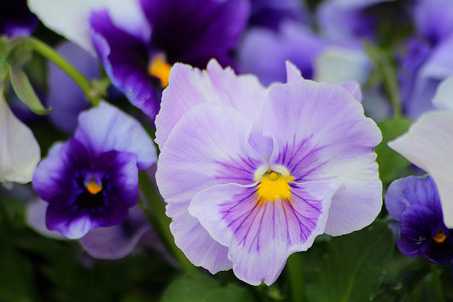 Purple Pansies  Photograph by Living Color Photography Lorraine Lynch