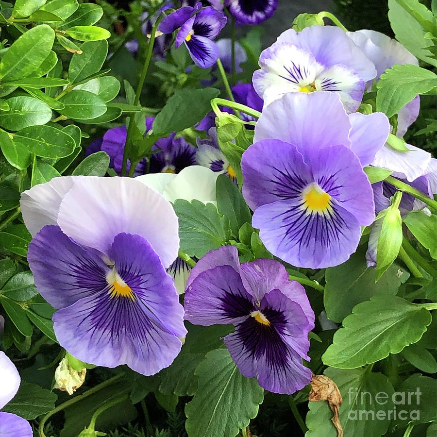 Purple Pansies Photograph by Miriam Danar - Fine Art America