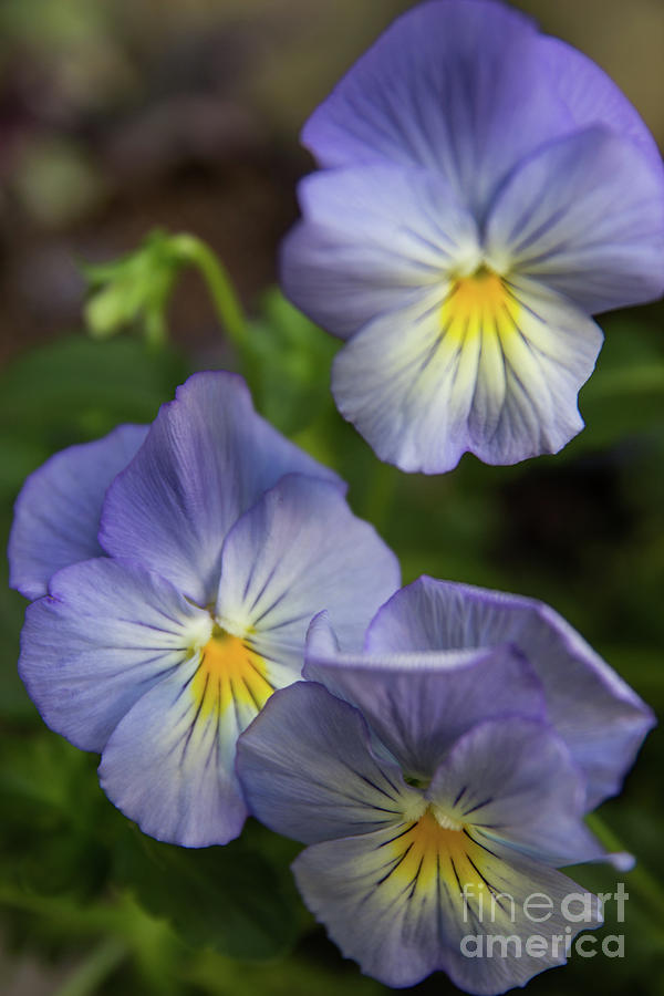 Purple Pansies Photograph by Suzanne Luft