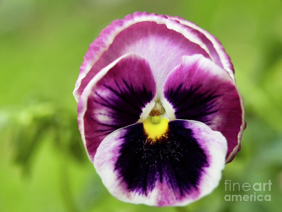 Purple Pansy 2 Photograph by Dorothy Lee