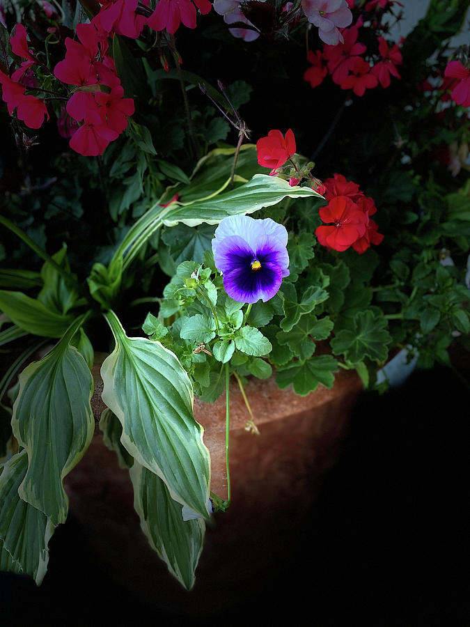 Purple Pansy And Red Geraniums Portrait Photograph