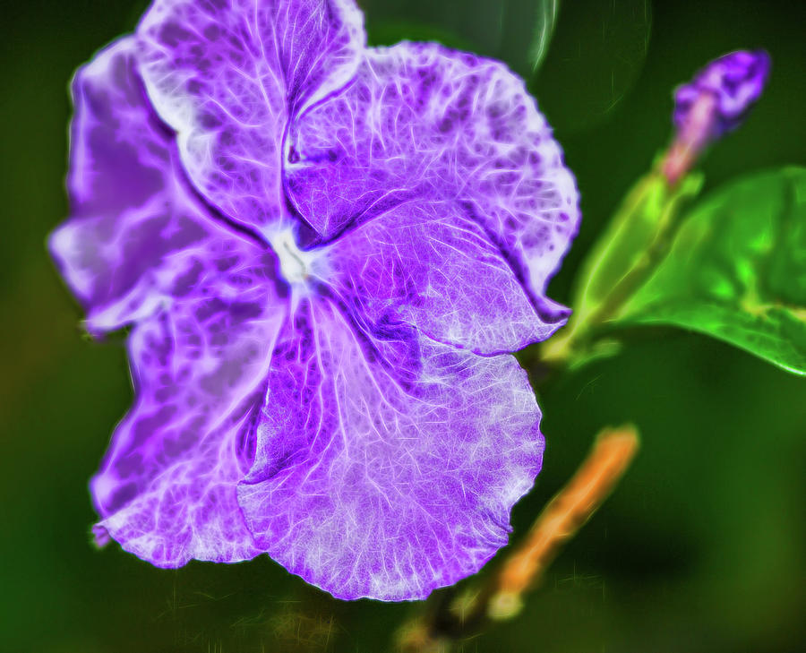 Summer Photograph - Purple pansy at Botanical Gardens, Bronx, New York by Cordia Murphy