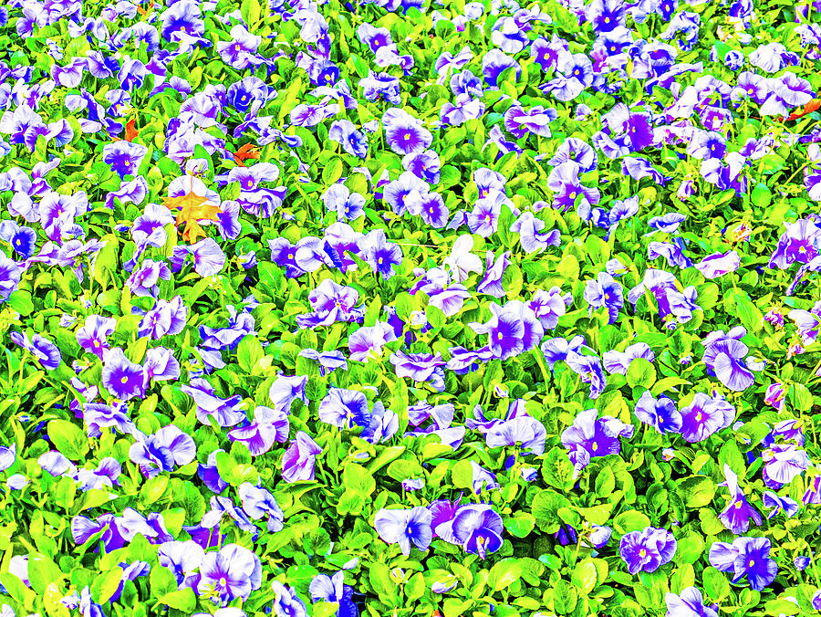 Peacock Photograph - Purple Pansy Carpet by Peyton Vaughn Peacock Photograph - Purple Pansy Carpet by Peyton Vaughn