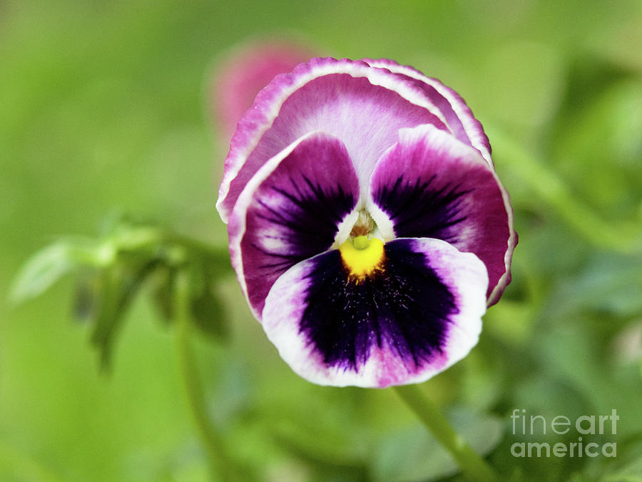 Purple Pansy Photograph by Dorothy Lee