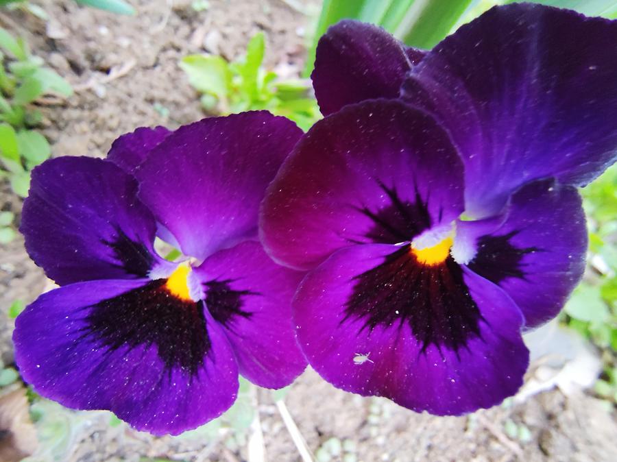Flower Photograph - Purple pansy flowers by Chirila Corina