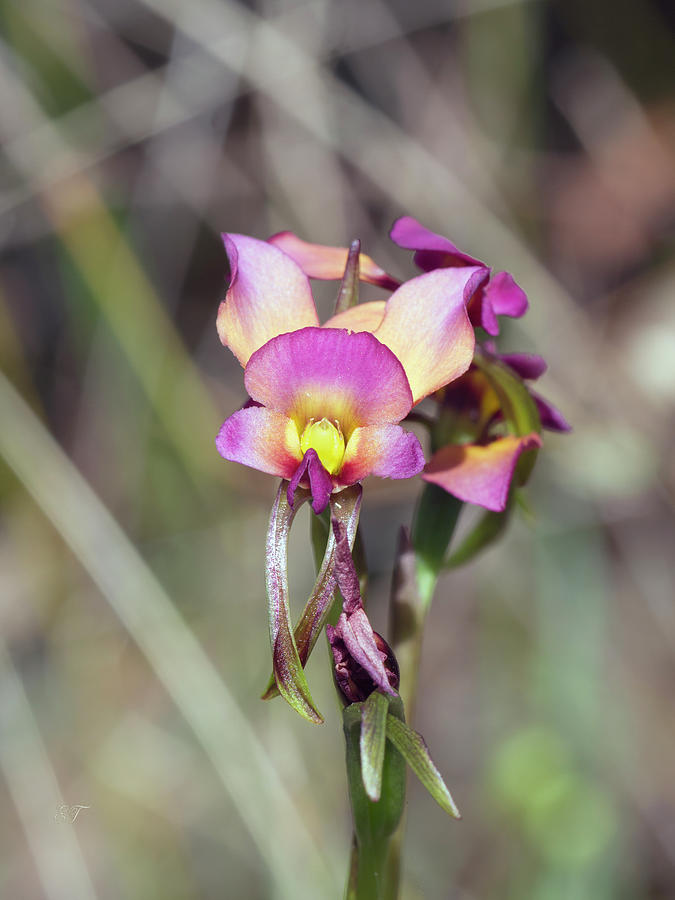Purple Pansy Orchid Photograph by Elaine Teague