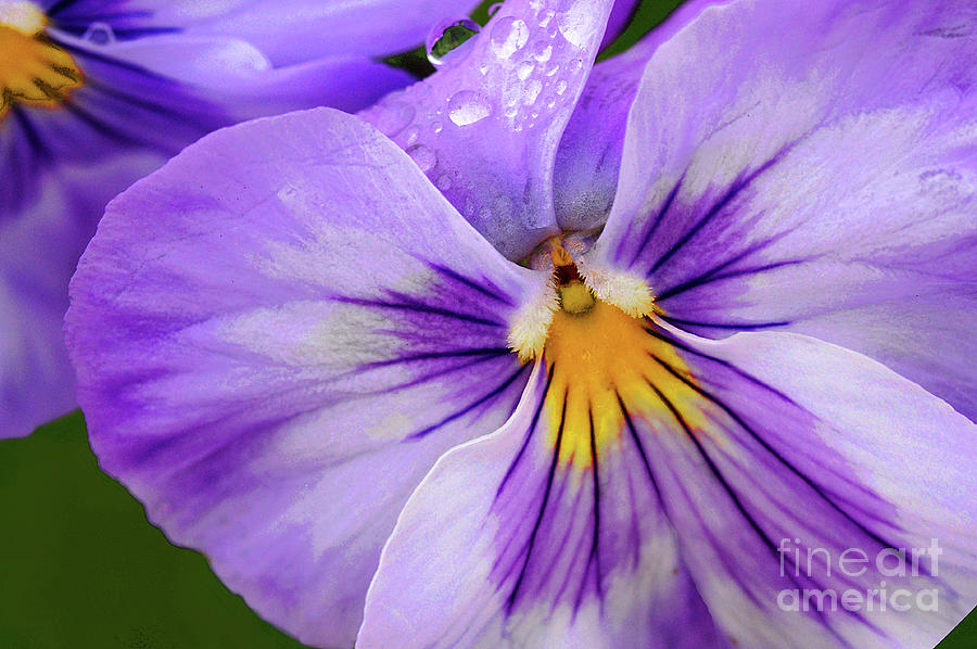 Pansy Photograph - Purple Pansy by Regina Geoghan