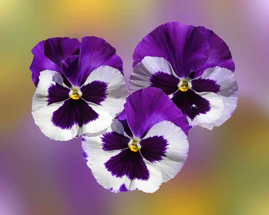 Purple Pansy Sunny Faces Photograph by Gill Billington