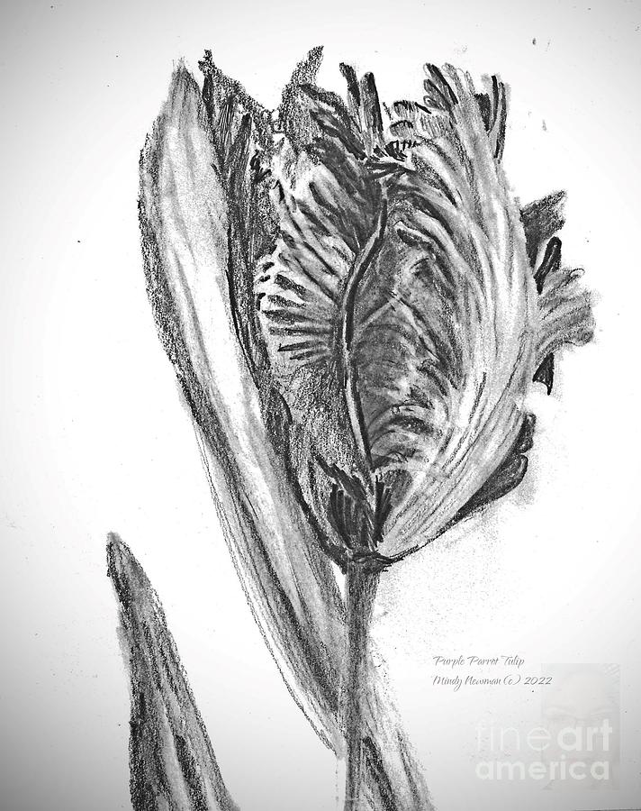 Purple Parrot Tulip Drawing by Mindy Newman
