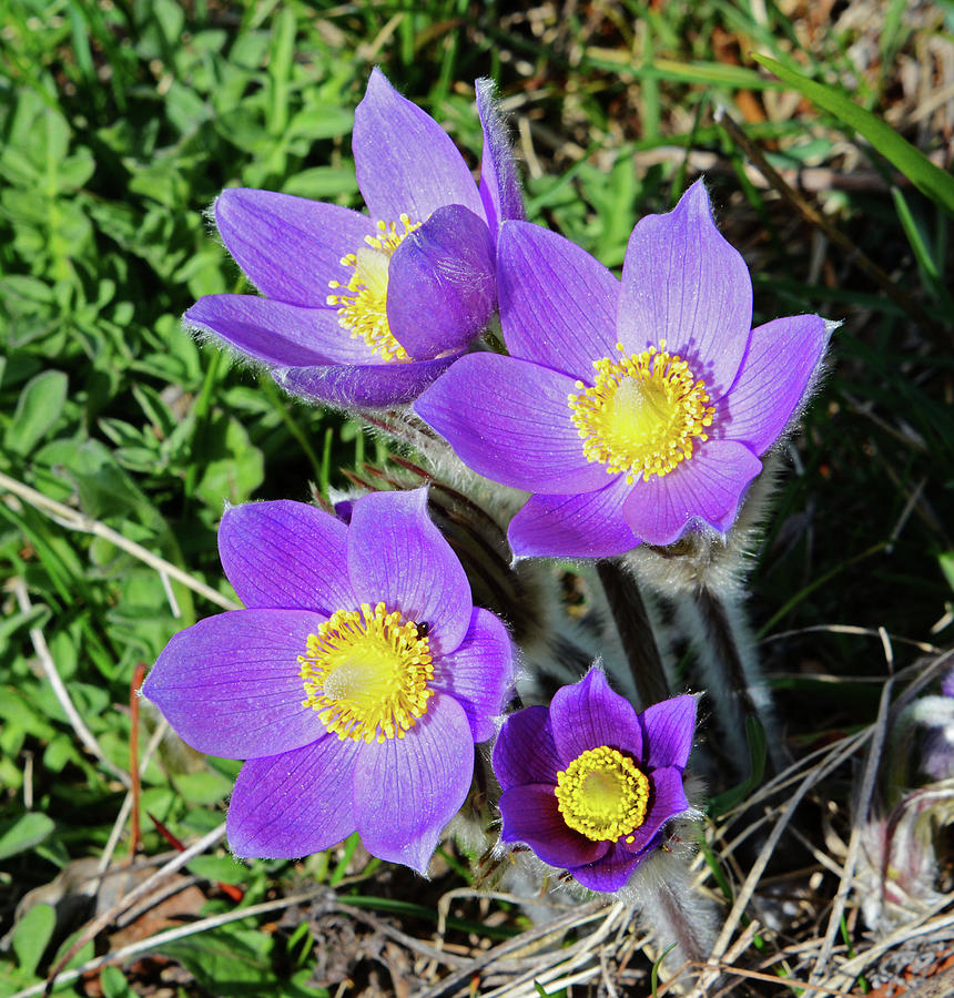 Purple Pasque Flowers Photograph