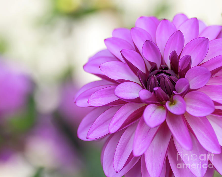 Summer Photograph - Purple Passion by Beth Buelow