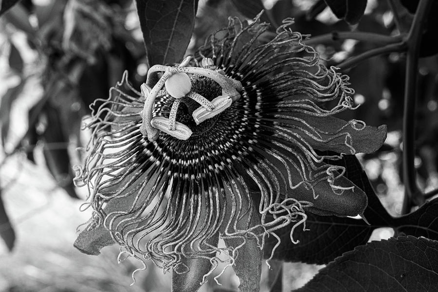 Purple Passion Flower Black and White Photograph by Steve Templeton