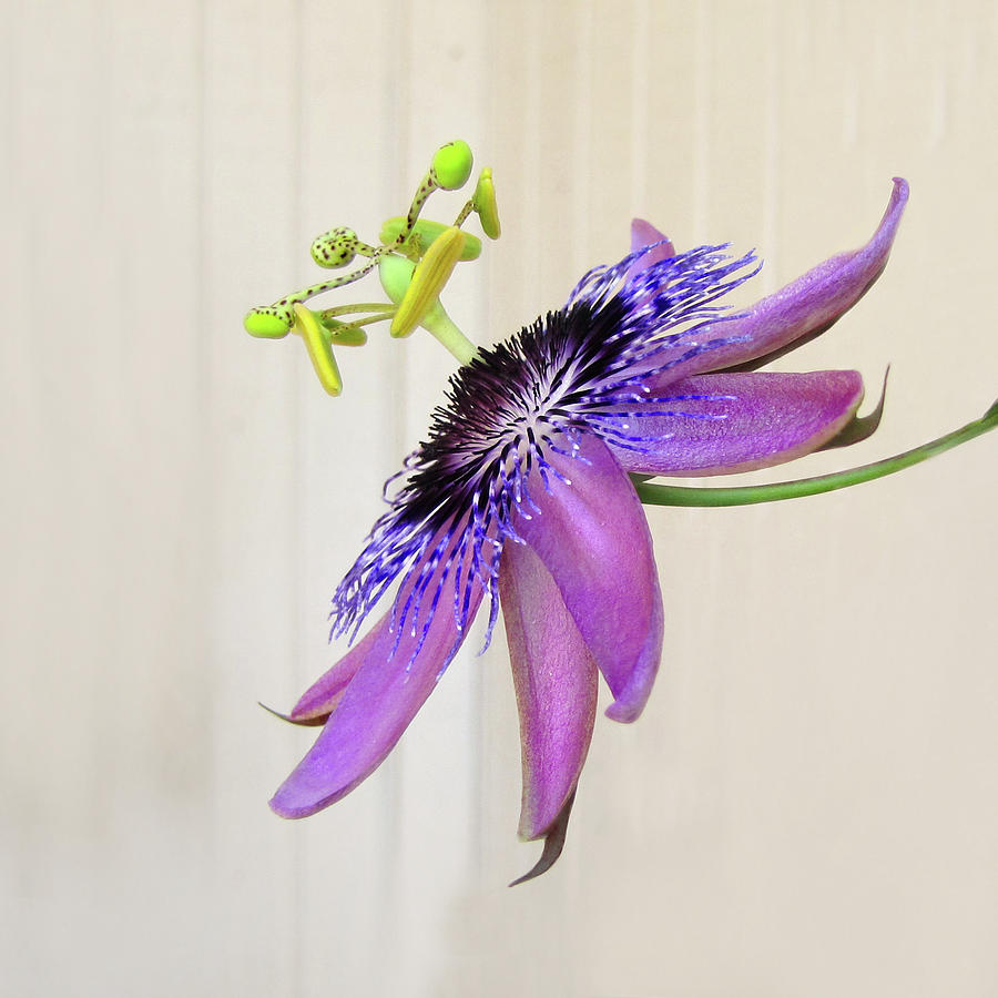 Purple Passion Flower Photograph by David and Carol Kelly