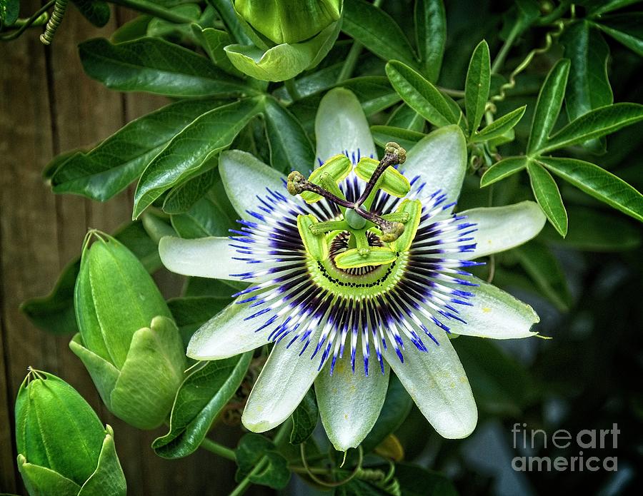 Purple Passion flower Photograph by Fran Woods