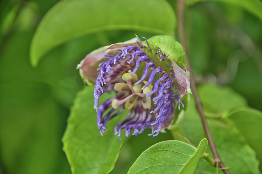 Purple Passion Flower Photograph
