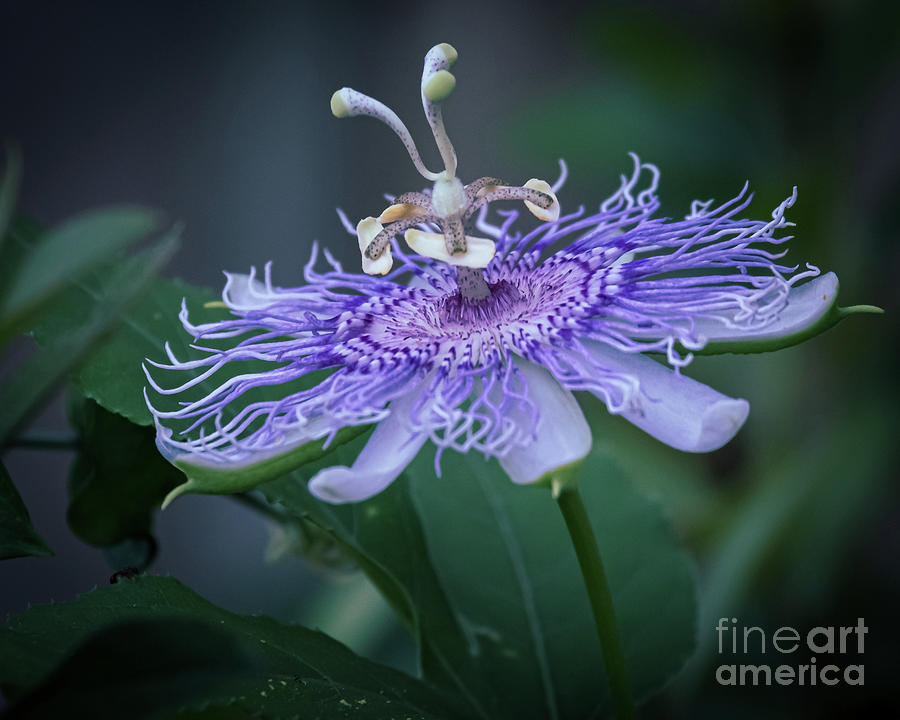 Purple Passion Flower Photograph by Larry Jones