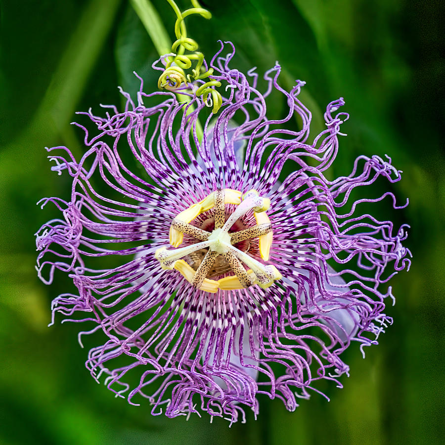Flower Photograph - Purple Passion Flower by Nikolyn McDonald