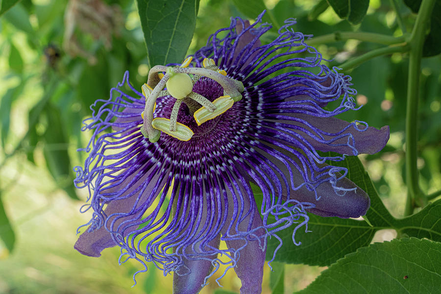 Purple Passion Flower Photograph by Steve Templeton