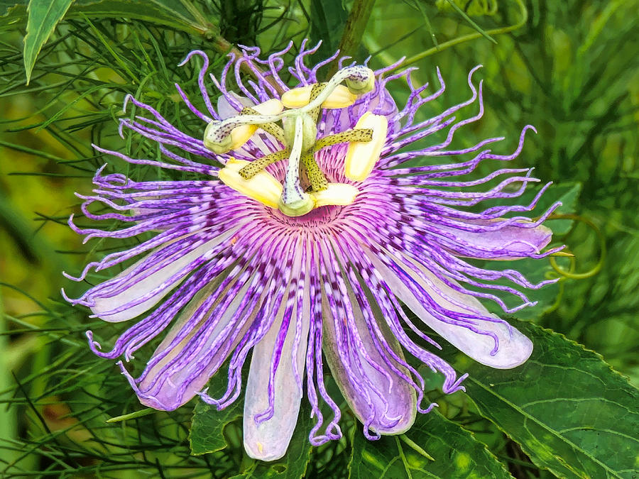 Purple Passion Flower Photograph by Susan Hope Finley