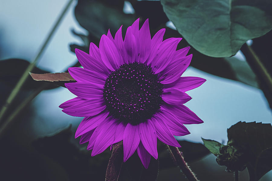 Sunflower Photograph - Purple Passion Sunflower by Chad Meyer