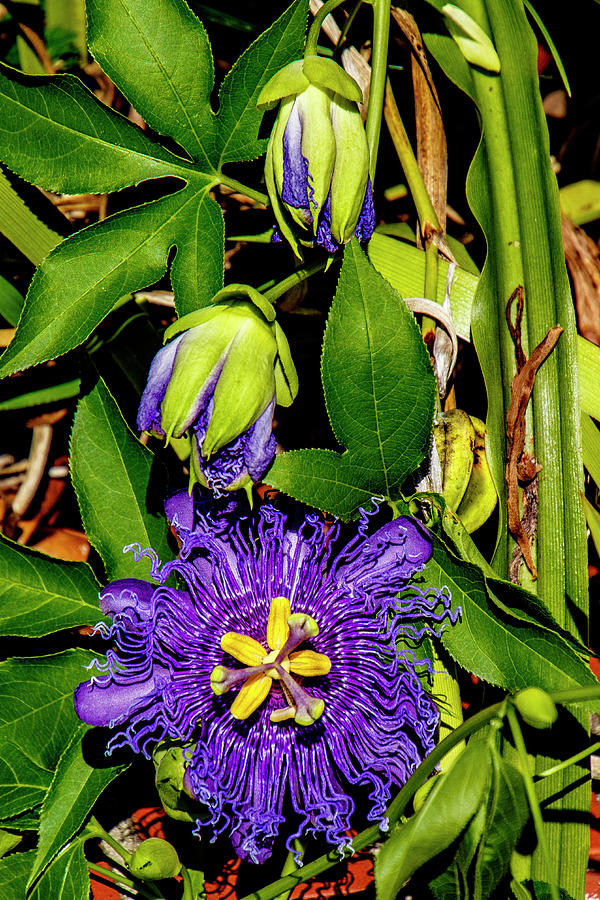 Purple Passionflower Photograph by Bill Barber