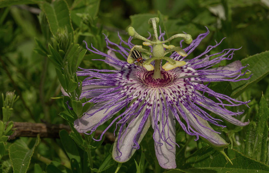 Purple Passionflower Photograph by Doug McPherson
