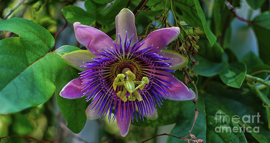 Purple Passionflower, Photograph by Felix Lai