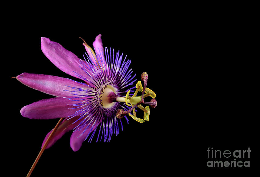 Purple Passionflower Photograph by Sari ONeal