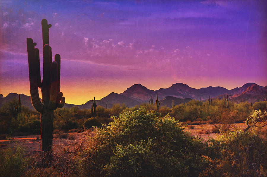 Purple Passions Sunset Photograph by Saija Lehtonen - Fine Art America