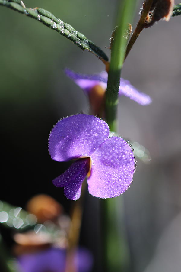 Purple Pea Flower Single Photograph